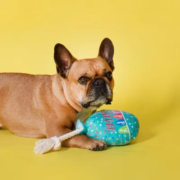 Let'S Pawty Birthday Box Dog Toy Bundle, 5-Piece Set (White)